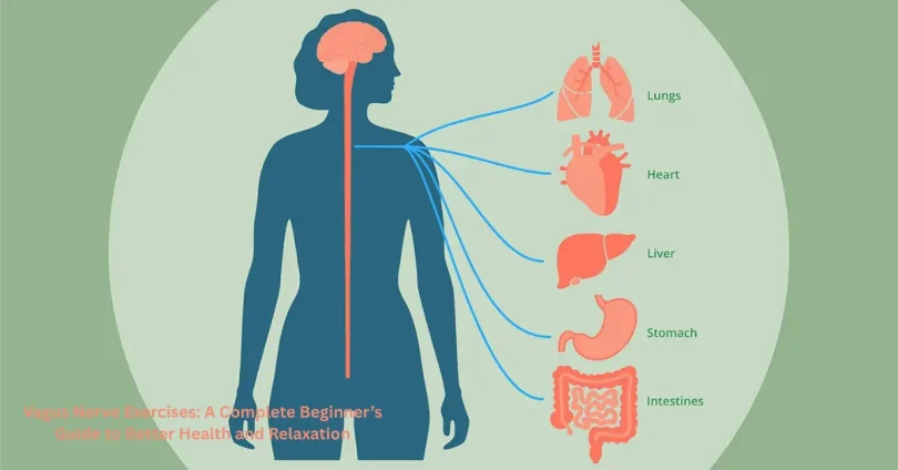 vagus nerve exercises a complete beginner’s guide to better health and relaxation