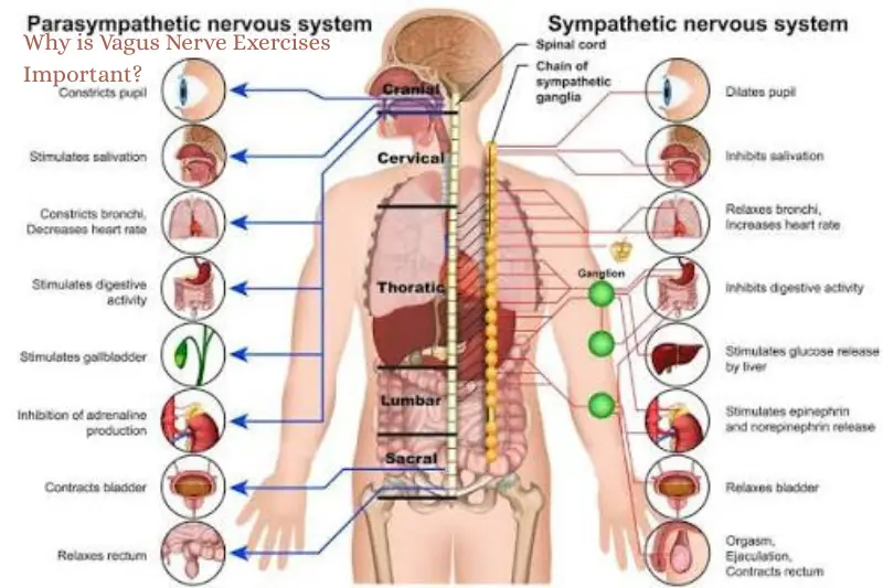 why is vagus nerve exercises important
